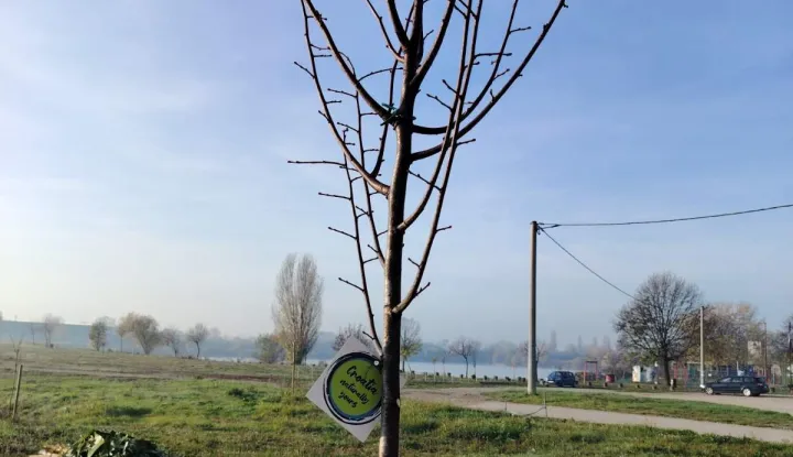 Vinkovic, kupalište Banja, posađeno pet sadnica javora i pet sadnica lipe