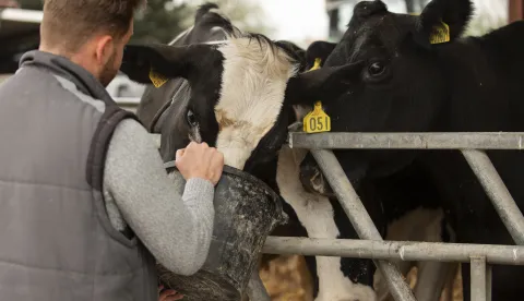krave krava farma mlijeko mlijekar poljoprivreda stočarstvo selo seljak govedo ilustracija freepik