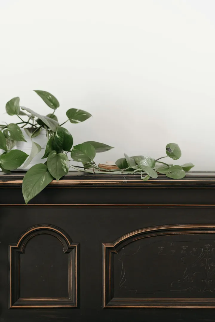 Epipremnum aureum