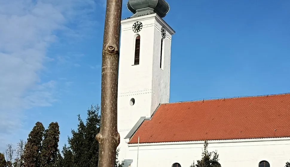 Sadnice kuglastog javora u Lugu