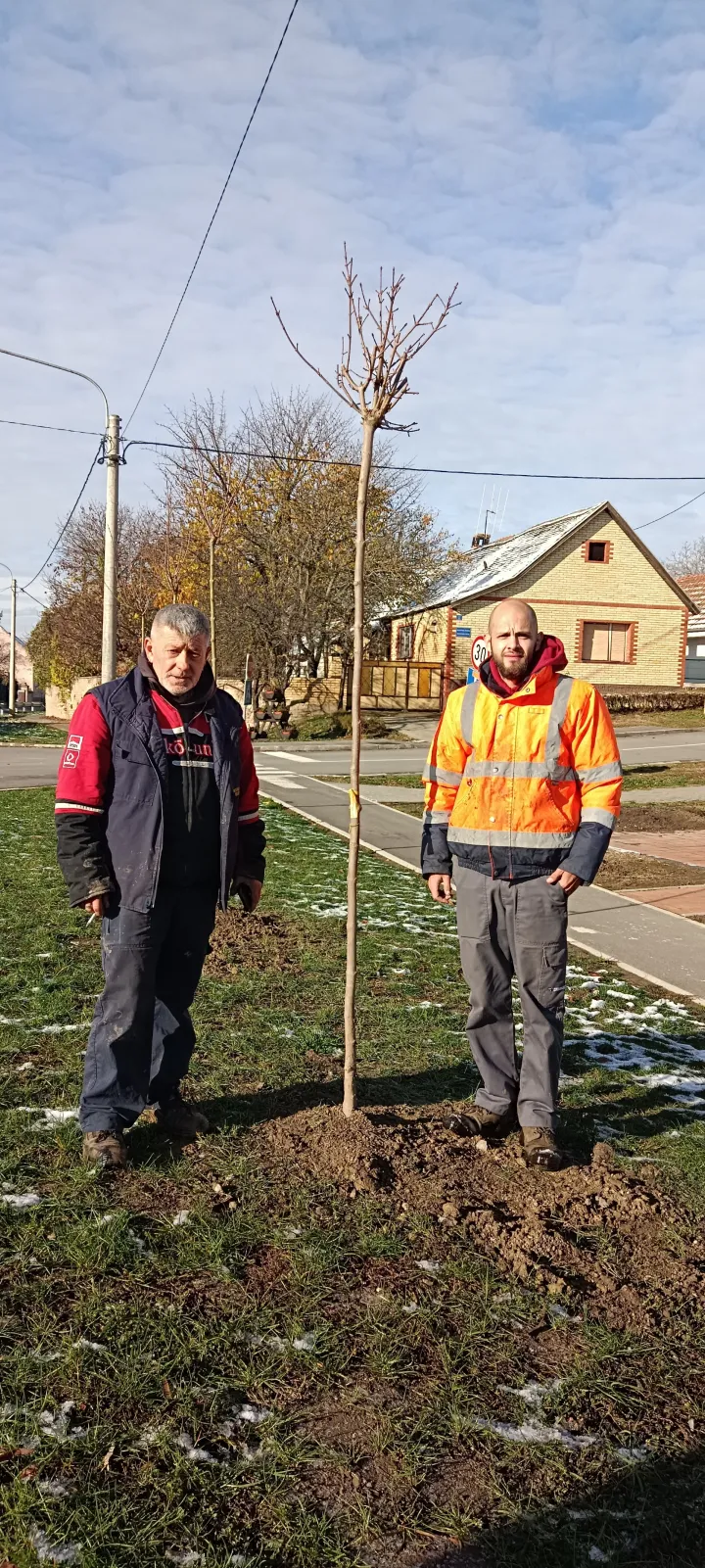 Sadnice kuglastog javora u Lugu 