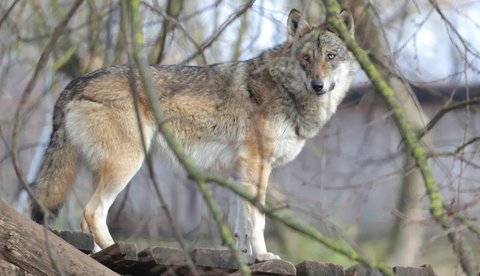Osijek, 08. 01. 2025., ZOO vrt, zima, zimska šetnja, južina u ZOO vrtu, vukSNIMIO BRUNO JOBST