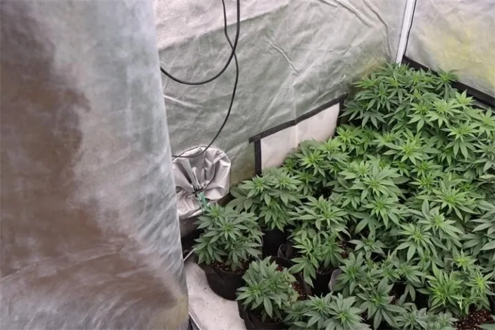 Marihuana pronađena u Slavonskom Brodu