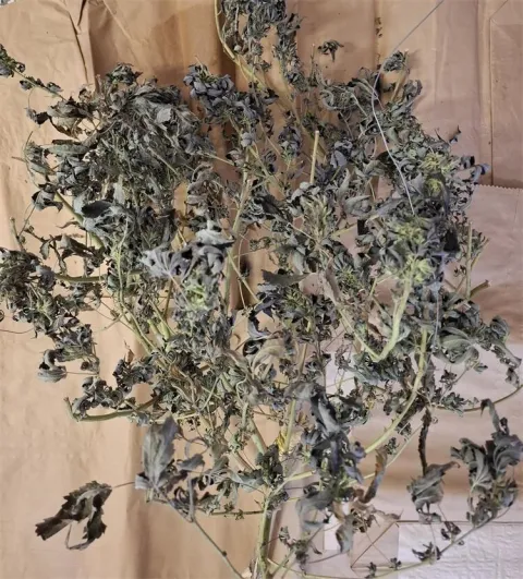 Zaplijenjen kokain i marihuana u Orahovici