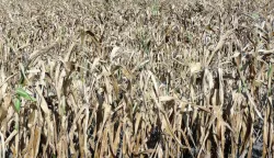 MAGAZIN SUSA SLAVONIJA I BARANJAHINA