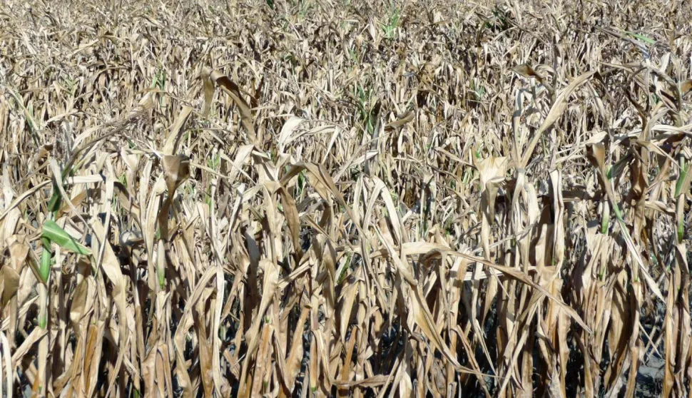 MAGAZIN SUSA SLAVONIJA I BARANJAHINA