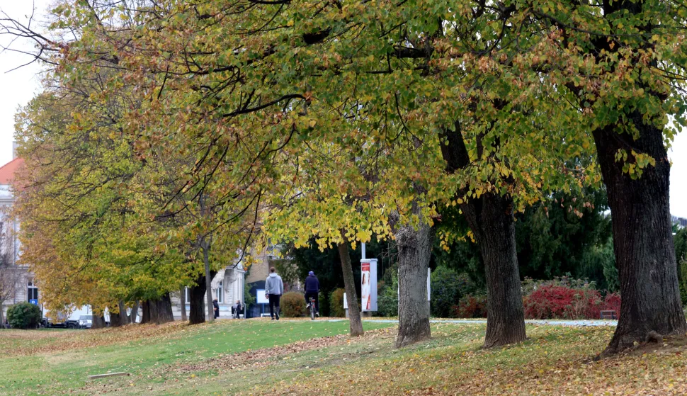 Osijek, 30. 10. 2025, Drvored uz Promenadu, jesen u Osijeku i osječkim parkovima, najzeleniji grad. Slobodnjak, ilustracija.snimio GOJKO MITIĆ