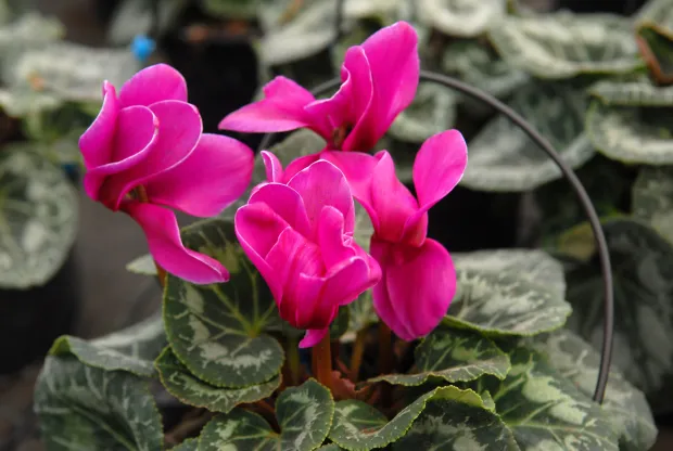 01.12.2014., Bjelova - Proizvodnja cvijeca, ciklama. "nPhoto: Damir Spehar/PIXSELL         