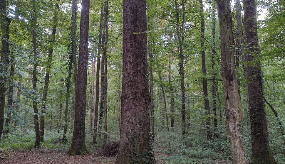U šumifoto: Marija Lešić Omerović