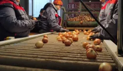 Pakiranje luka u Lipovcufoto: Marija Le&scaron;ić Omerović