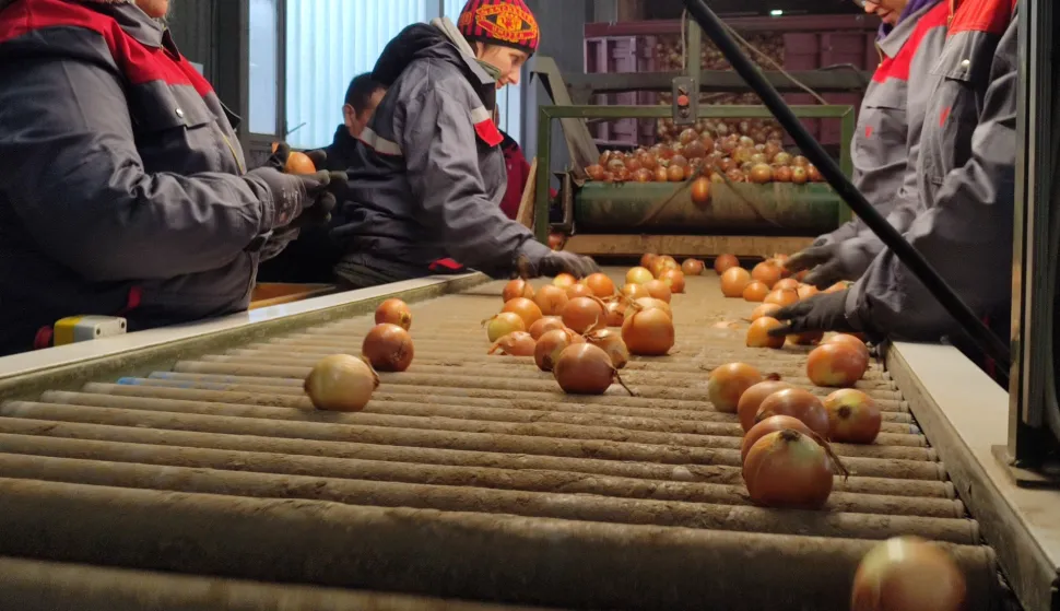 Pakiranje luka u Lipovcufoto: Marija Le&scaron;ić Omerović