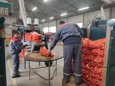 Pakiranje luka u Lipovcufoto: Marija Le&scaron;ić Omerović