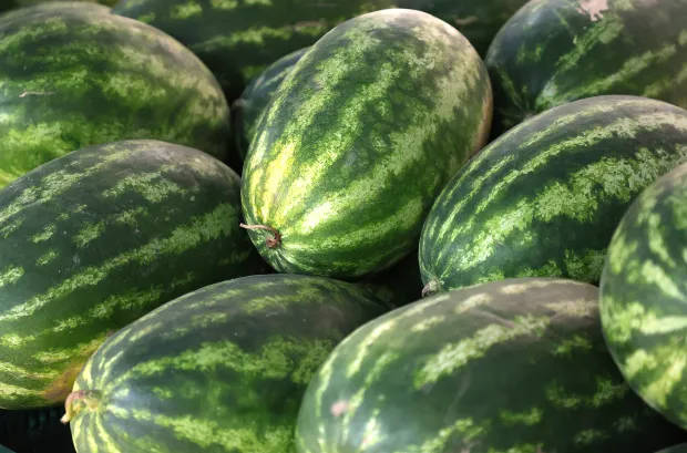 Osijek, 12. 08. 2025., Glavna tržnica, pija, ponuda, ljeto, cijene, ponuda, lubenica; lubeniceSNIMIO BRUNO JOBST