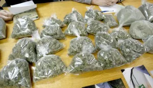 snimio Davor KIBEL,Osijek, 08.12.2014. Policijska postaja, zaplijenjena droge u PU osječko-baranjskoj, droga, trava, kanabis, marihuana, hai