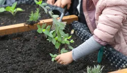Osijek, 06. 05. 2025., O&Scaron; Retfala, &scaron;kolski vrt, otvorenje, priredba, povi&scaron;ene sadnice, učenici, sadnice, sadnja; ilustracijaSNIMIO BRUNO JOBST