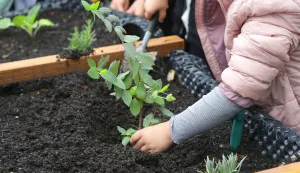 Osijek, 06. 05. 2025., O&Scaron; Retfala, &scaron;kolski vrt, otvorenje, priredba, povi&scaron;ene sadnice, učenici, sadnice, sadnja; ilustracijaSNIMIO BRUNO JOBST