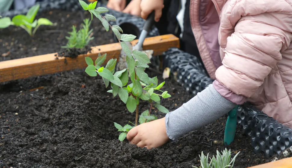 Osijek, 06. 05. 2025., O&Scaron; Retfala, &scaron;kolski vrt, otvorenje, priredba, povi&scaron;ene sadnice, učenici, sadnice, sadnja; ilustracijaSNIMIO BRUNO JOBST