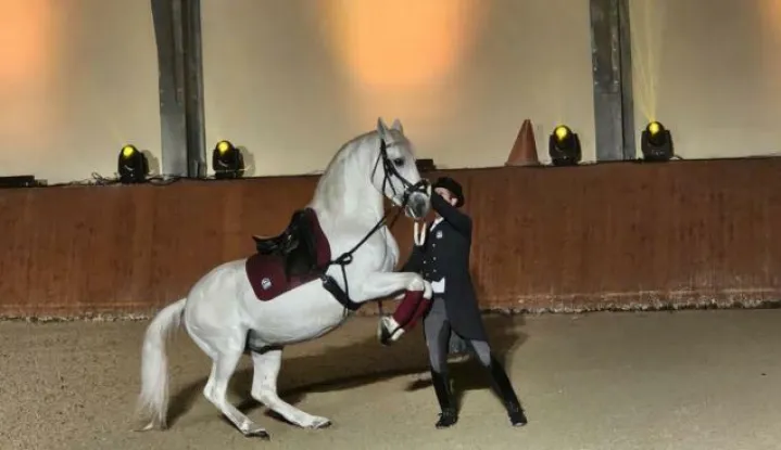 U Ergeli Božićni bal lipicanaca