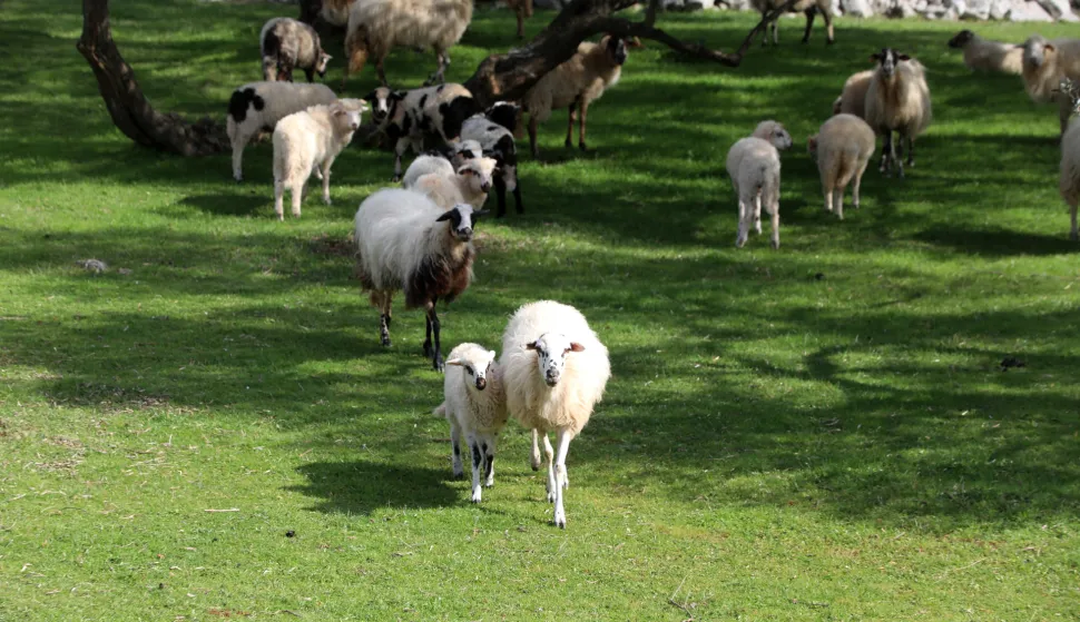 26.03.2025., Krk - stado ovaca s janjcima odmara u masliniku. Photo: Goran Kovacic/PIXSELL Photo: Goran Kovacic/PIXSELL