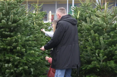 Počela prodaja božićnih drvaca: Smreke od 10 do 50 eura, a nordijane od 30 do čak 100