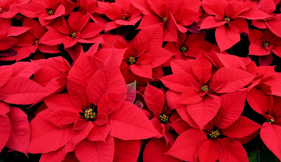 28.11.2019., Bjelovar - OPG Ravenscak najveci je hrvatski proizvodjac bozicnih zvijezda.rPhoto:Damir Spehar/PIXSELL