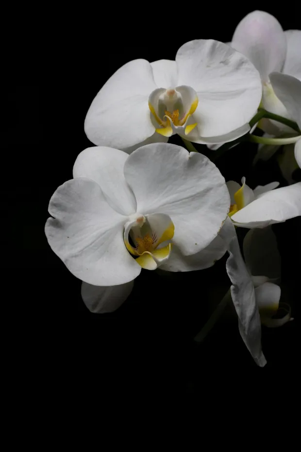 amarilis biljka