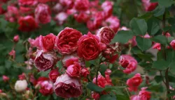 Kako njegovati i za&scaron;tititi ruže za zimskih mjeseci