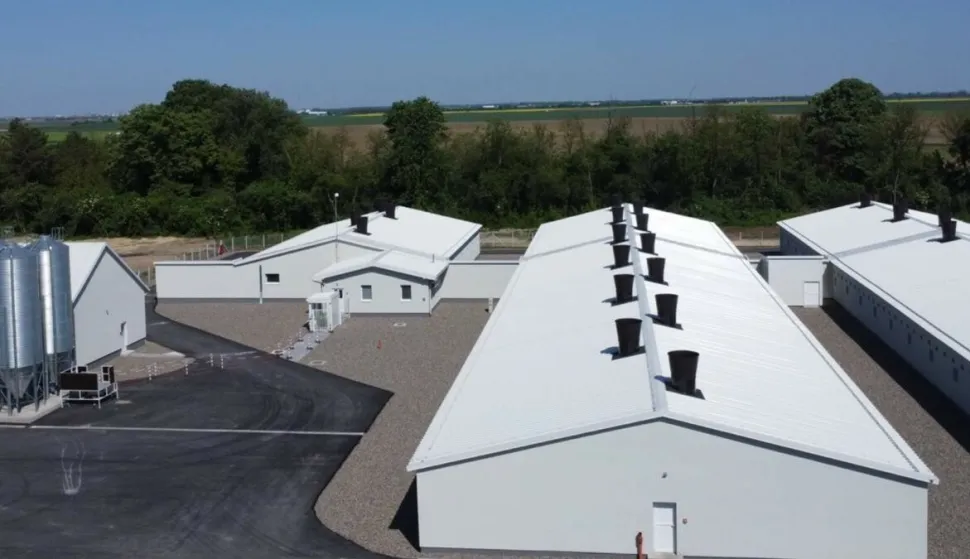 Klisa, farma svinja, Žito Grupa