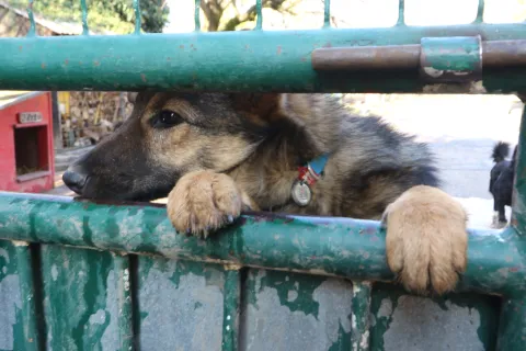 Osijek, 19. 2025, Nemetin Azil donacija učenika Osnovne &Scaron;kole Sveta Ana. Izlvan nastavna skupina Kućni ljubimci, učenici drugih razreda bila je u posijetu Azilu. U &scaron;koli su proveli humanitarnu akciju i skupili od hrane, graickalica, poslastica i ostalih potrep&scaron;tina potrebnim za četvernožne članove Azila. Osim učenika i učiteljice Gordane Moka u pratnji djece su bili i stručni suradnici i roditelji. Nakon obilaska Azila nekolicinu pasa su i pro&scaron;etali.snimio GOJKO MITIĆ