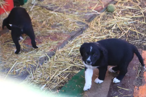 Osijek, 19. 2025, Nemetin Azil donacija učenika Osnovne &Scaron;kole Sveta Ana. Izlvan nastavna skupina Kućni ljubimci, učenici drugih razreda bila je u posijetu Azilu. U &scaron;koli su proveli humanitarnu akciju i skupili od hrane, graickalica, poslastica i ostalih potrep&scaron;tina potrebnim za četvernožne članove Azila. Osim učenika i učiteljice Gordane Moka u pratnji djece su bili i stručni suradnici i roditelji. Nakon obilaska Azila nekolicinu pasa su i pro&scaron;etali.snimio GOJKO MITIĆ