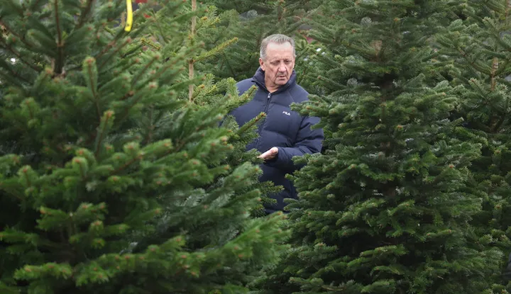 Osijek, 13. 12. 2025., Ulica Josipa Reihla Kira, prodaja borova, borovi, jelke, jelka, bor, božićno drvo, božićno drvce, Božić, kupovina; prodaja, ilustracijaSNIMIO BRUNO JOBST