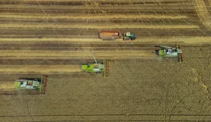05.07.2022., Grabovac - Zetva psenice u punom jeku na polijma u vlasnistvu tvrtke Belje. Photo: Davor Javorovic/PIXSELL