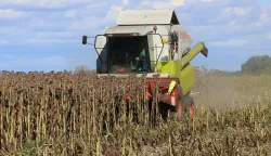 Antunovac, 11. 09. 2022, Antunovac, parcele, njive pod suncokretom. Zetva suncokreta. Susa, suncokret, slobodnjak ilustracija.snimio GOJKO MITIĆ