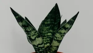 sanseveria biljka