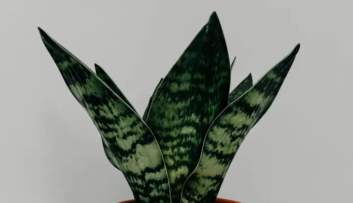 sanseveria biljka