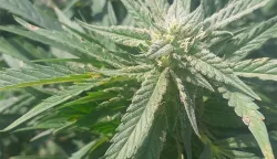 Dvojica u Gradi&scaron;tu uzgojila 156 stabljika i 6,5 kilograma marihuane, marihuana, trava, droga, ilustracija