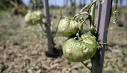 14.06.2022., Poznanovec - Veliko nevrijeme praceno kisom, tucom i vjetrom ponovno je u ponedjeljak poslijepodne zahvatilo dijelove Krapinsko-zagorske zupanije, a posebno podrucje opcina Bedekovcina, Poznanovec, Gornja Stubica i Marija Bistrica.Zbog velike kolicine tuce i obilne kise te padanja stabla i granja po cestama, doslo je i do prekida prometa, a nastala je velike stete na krovistima i poljoprivrednim kulturama. Photo: Igor Kralj/PIXSELL