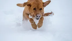 pas, igra na snijegu