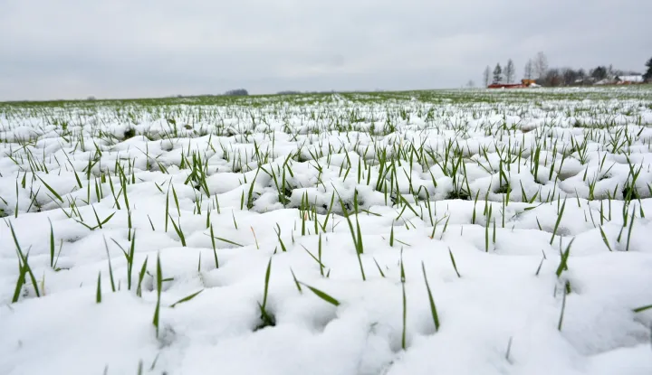 09.04.2017., Garesnica, Kaniska Iva -Polje psenice obavio je snjezni pokrivac koji ju ujedno stiti. Photo: Damir Spehar/PIXSELL