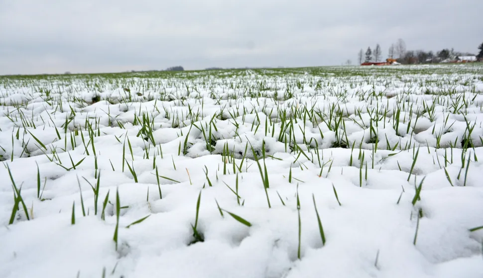 09.04.2017., Garesnica, Kaniska Iva -Polje psenice obavio je snjezni pokrivac koji ju ujedno stiti. Photo: Damir Spehar/PIXSELL