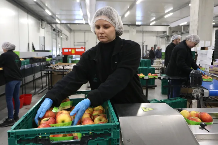 Osijek, 08. 01. 2026, Industriska zona Nemetin. Regionalni distribucijski centar, RDC, županica Nata&scaron;a Trami&scaron;ak obi&scaron;la centar i sastala se s proizvođačima jabuka. Linija za pakovanje jabuka, pakeraj.snimio GOJKO MITIĆ