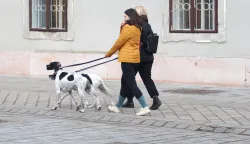 Osijek, 27. 02. 2025., Tvrđa, jutro, jutro u Tvrđi, jutarnja rutina, &scaron;etnja pasa; pas; psi; &scaron;etnjaSNIMIO BRUNO JOBST