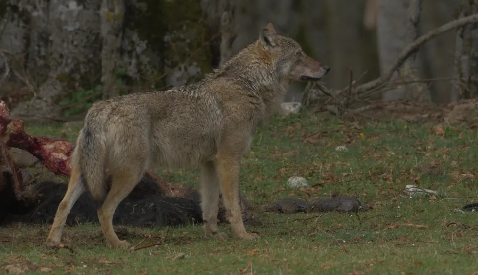 Neukroćena Italija - glavni grabežljivci: Povratak vučjeg čopora, dokumentarna serijaWILD ITALY - TOP PREDATORS