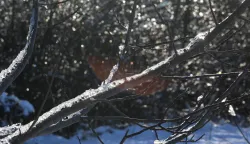 Osijek, 12. 01. 2026, Jug 2, Bajer, južno jezero. Zimska idila na -8 stupnjeva na Bajerju. Zimsko biserje, led na granama.snimio GOJKO MITIĆ