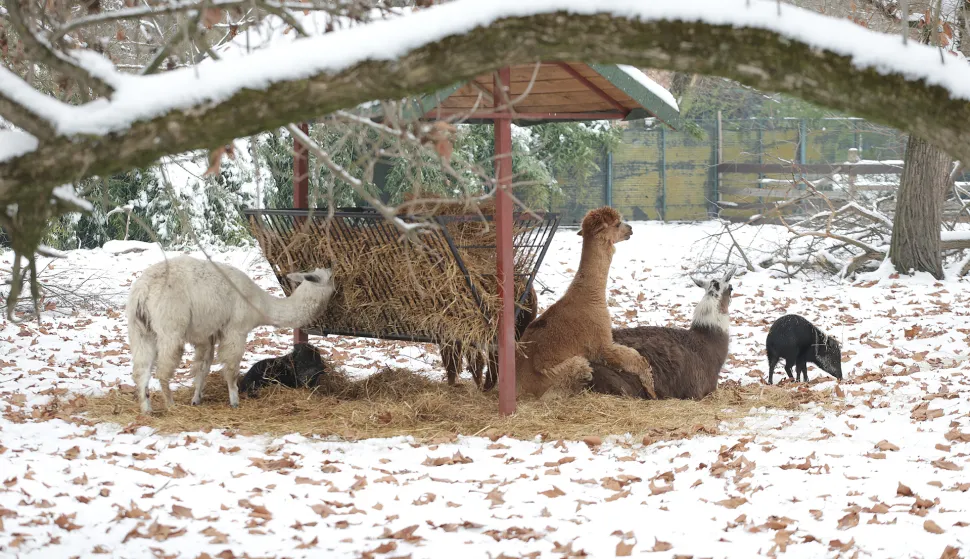Osijek, 13. 01. 2026., ZOO Osijek, obilazak, zima, snijeg, ZOO 2026, alpakaSNIMIO BRUNO JOBST