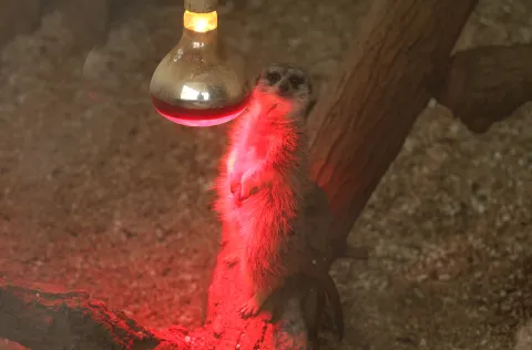 Osijek, 13. 01. 2026., ZOO Osijek, obilazak, zima, snijeg, ZOO 2026, merkat; grijanjeSNIMIO BRUNO JOBST