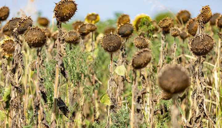 15.08.2022., Osijek - Susa ucinila veliku stetu na poljoprivrednim usjevima Slavonije i Baranje. Photo: Davor Javorovic/PIXSELL
