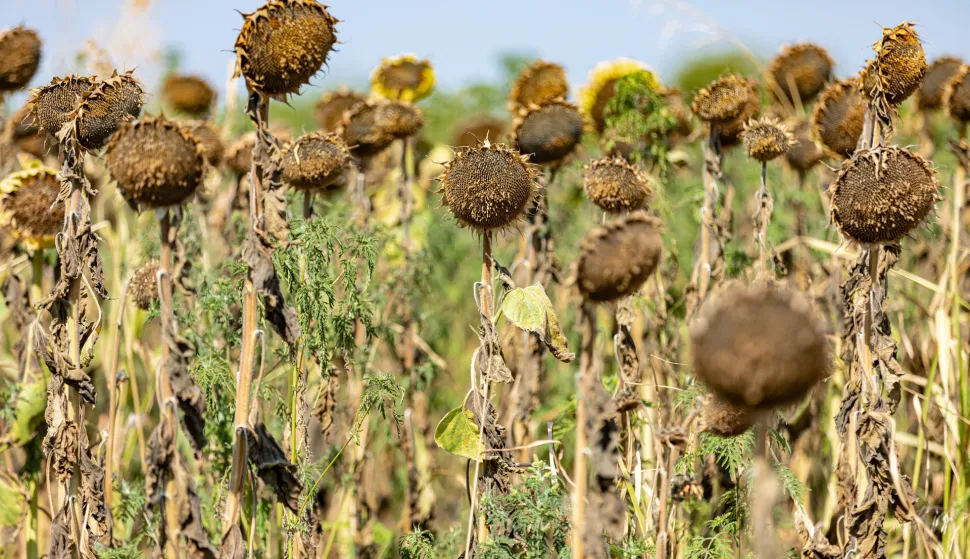 15.08.2022., Osijek - Susa ucinila veliku stetu na poljoprivrednim usjevima Slavonije i Baranje. Photo: Davor Javorovic/PIXSELL