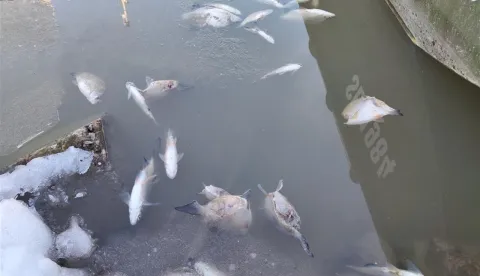 Ribu sasjekli motori?