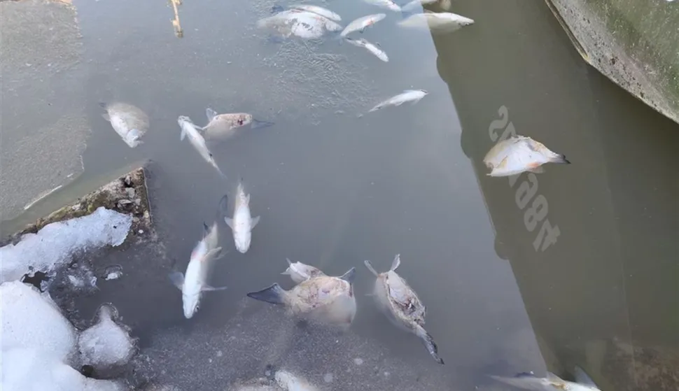 Ribu sasjekli motori?